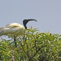 Schwarzkopfibis (Threskiornis melanocephalus)